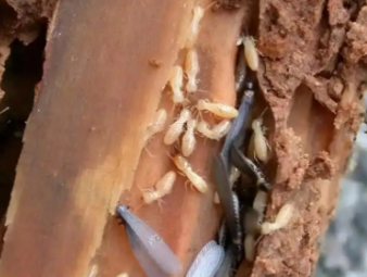 叶集白蚁防治公司分享园林苗木白蚁防控，守护绿植根系健康生长
